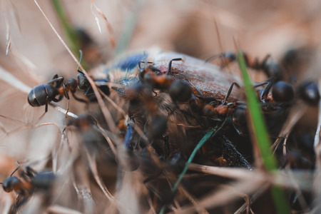 Formicae adorti beetle Melolonthaの写真素材