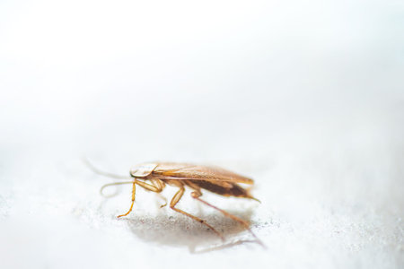 Macro photo of a cockroach close-up in excellent quality. Pest Control.