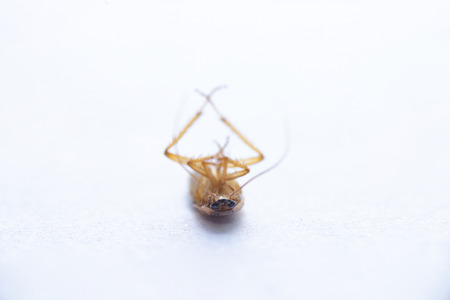 Macro photo of a cockroach close-up in excellent quality. Pest Control.の写真素材