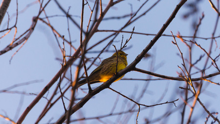Yellow bird sitting on a branch in the evening at sunsetの写真素材
