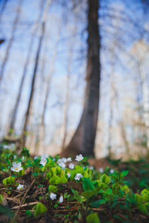 Spring flowers in the forest whiteの写真素材