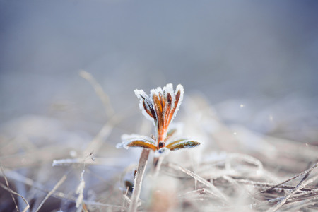 Macro photo of frost on the grass in the morning at dawnの写真素材