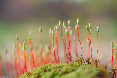 Macro photo of moss in spring forest with beautiful bokehの写真素材
