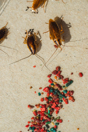 Cockroaches crawled to the bait and stuck to the surface plastered with glue