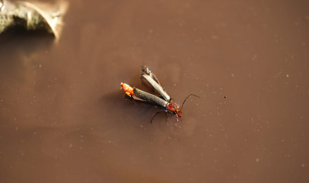 Drowning beetle in a puddle