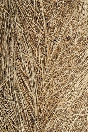 Macro texture of crushed dry grass,straw in the sun.の写真素材