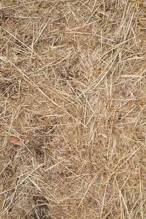 Macro texture of crushed dry grass,straw in the sun.の写真素材