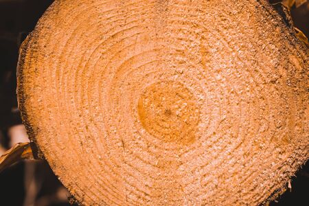 Macro texture of a slice of pine trunkの写真素材