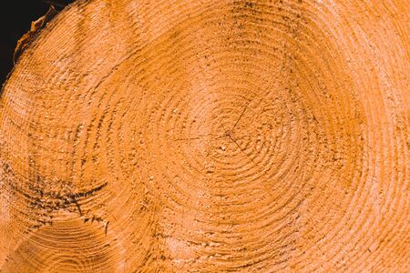 Macro texture of a slice of pine trunkの写真素材