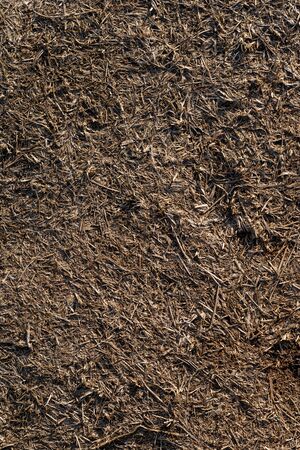 Texture of trampled, dry grass dried from heatの写真素材