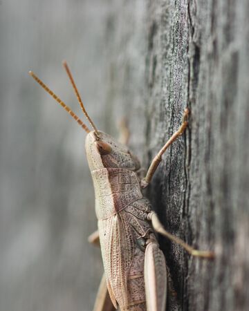 White grasshopper on old grey wooden Boardの写真素材