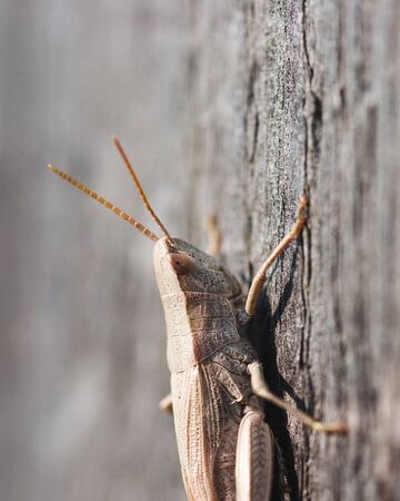 White grasshopper on old grey wooden Boardの写真素材