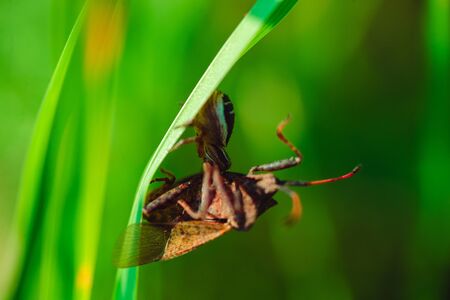 Spider caught a beetle and lets poison into it and keeps it on the grassの写真素材