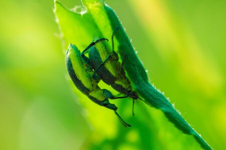 Two beetles mating on the grass macro photoの写真素材