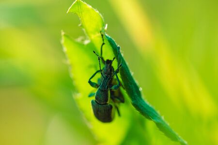 Two beetles mating on the grass macro photoの写真素材