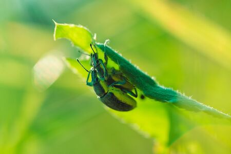 Two beetles mating on the grass macro photoの写真素材