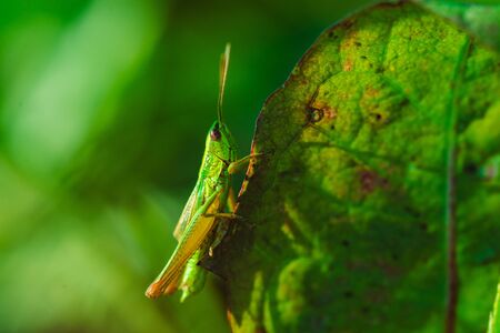 Macro photo of green grasshopper on grass in summerの写真素材