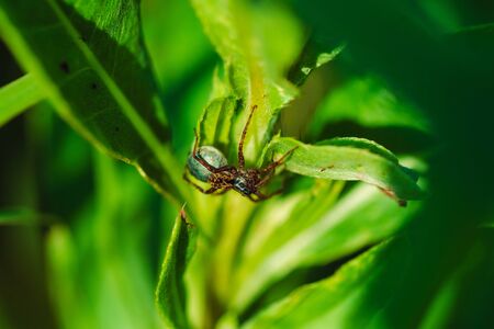 Macro photo of a spider on the grassの写真素材