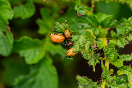 The larvae of Colorado beetle devours the potato tops