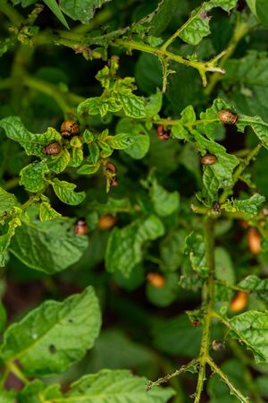 The larvae of Colorado beetle devours the potato topsの写真素材