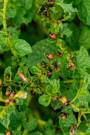 The larvae of Colorado beetle devours the potato topsの写真素材