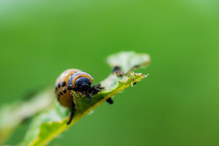 The larvae of Colorado beetle devours the potato topsの写真素材