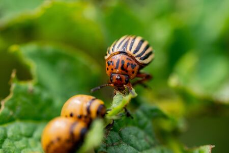 Colorado potato beetle eats potato topsの写真素材