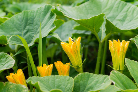 Green beetle on yellow flower of pumpkinの写真素材