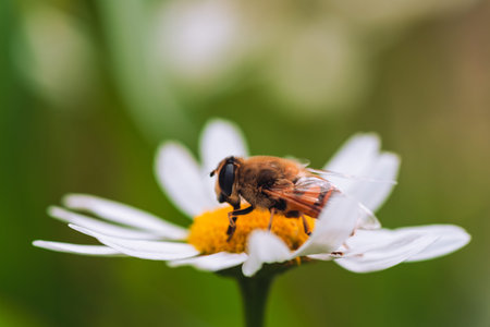 A bee collects pollen from a Daisyの写真素材