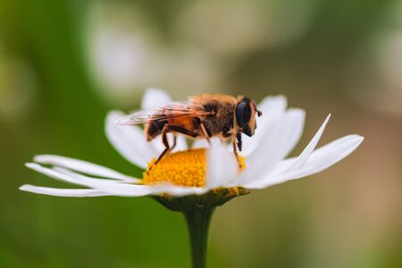 A bee collects pollen from a Daisyの写真素材