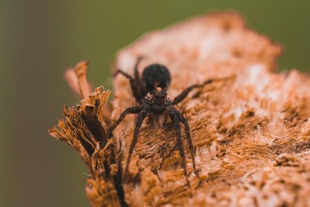 Macro photo of a spider close-up on a piece of woodの写真素材