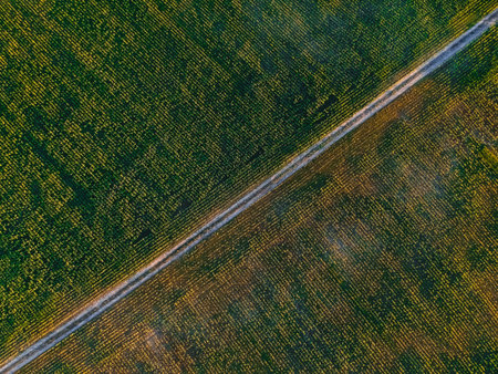 Road in the corn field with height