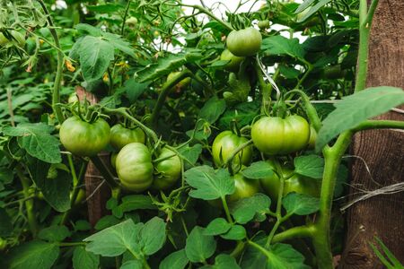 Green tomatoes in the greenhouseの写真素材