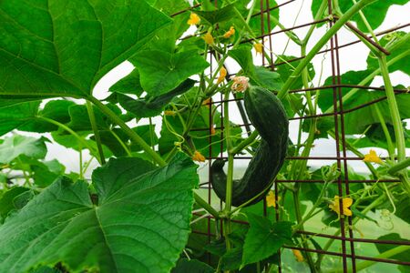 Green cucumbers in the greenhouseの写真素材