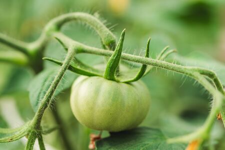 Green tomatoes in the greenhouseの写真素材