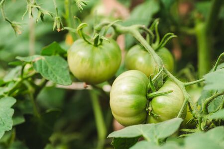 Green tomatoes in the greenhouseの写真素材
