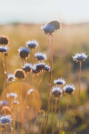 Blue flower at sunset with beautiful bokehの写真素材