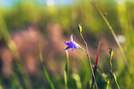 Blue bell at sunset with beautiful bokehの写真素材