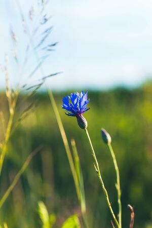 Blue flower at sunset with beautiful bokehの写真素材