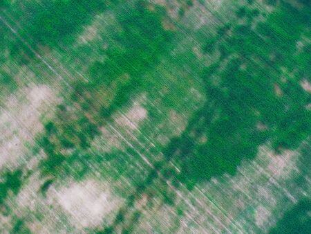 Cornfield from above. Corn has not risen everywhereの写真素材
