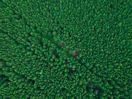 Birch forest in the height of summer texture backgroundの写真素材