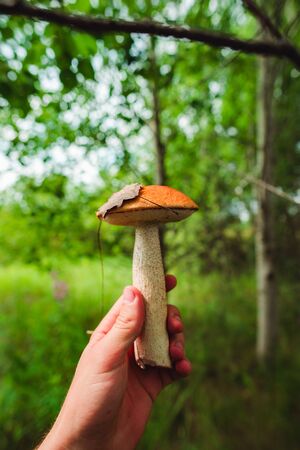 Orange mushroom in hand in the woodsの写真素材