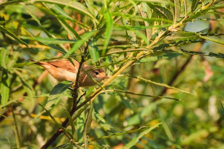 The bird sits on a twig and looksの写真素材