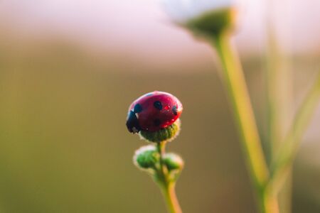 Ladybug on unopened Daisy flower at dawn with dewの写真素材