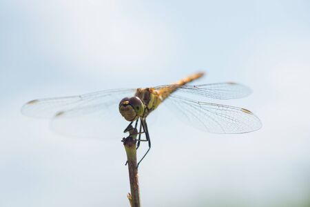 Macro photo of a dragonfly sitting on a blade of grassの写真素材