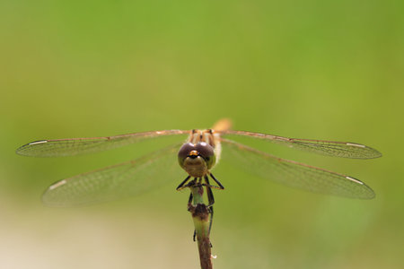 Macro photo of a dragonfly sitting on a blade of grass