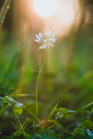 A lone flower clover at sunsetの写真素材