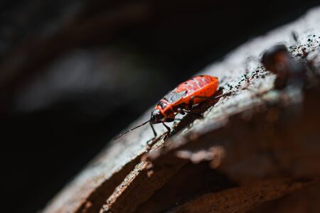 Macro photo of a red  Bug firefightersの写真素材