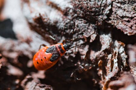 Macro photo of a red  Bug firefightersの写真素材