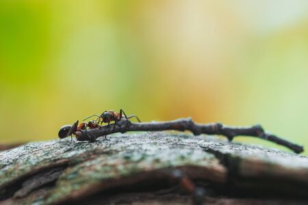Ants are hardworking haul the twig in the mossの写真素材